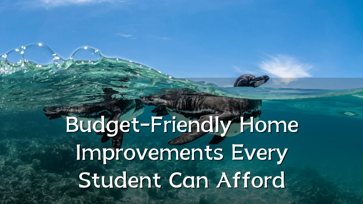 Budget-Friendly Home Improvements Every Student Can Afford