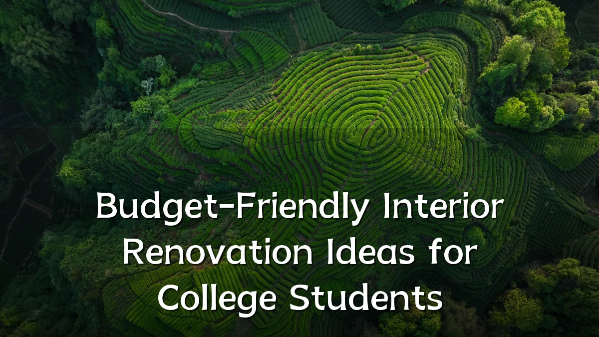 Budget-Friendly Interior Renovation Ideas for College Students