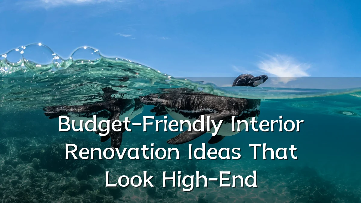 Budget-Friendly Interior Renovation Ideas That Look High-End